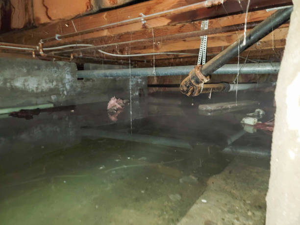 Best Local water damage restoration  in Sun Prairie, MT