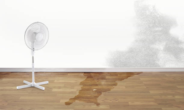 Best Mold removal after water damage  in Sun Prairie, MT